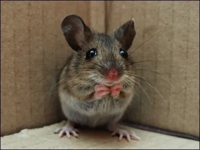 Le mul__t ressemble à une grosse souris mais on le confond souvent avec le campagnole ou la musaraigne