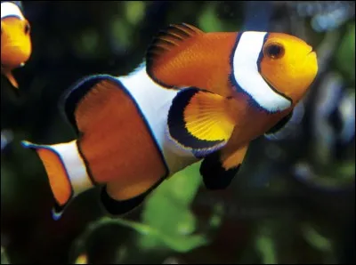 Quel poisson se pêche dans le lac Léman ?