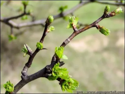 Un ram__ désigne, en botanique, une petite branche d'arbre.