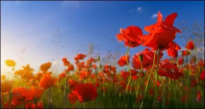 Ponc__ est un nom de couleur qui indique la teinte rouge vif foncé de la fleur du coquelicot