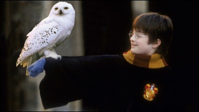 Comment s'appelle la chouette d'Harry Potter dans la saga du même nom ?