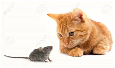 D'après un proverbe, quels animaux dansent quand le chat n'est pas là ?