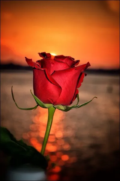 Quel prénom féminin est mis à l'honneur dans une chanson de Francis Cabrel ?