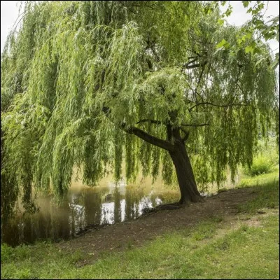 Lequel de ces arbres peut être "Pleureur" ?