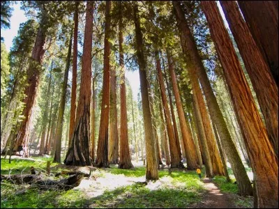 La forêt nationale de Sequoia se trouve au nord de Los Angeles.