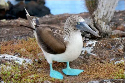 Pour croiser des fous à pieds bleus, mieux vaut se rendre aux îles Galapagos.