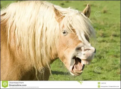 Les chevaux peuvent mordre.