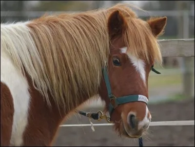 Les poneys sont plus intelligents que les chevaux.