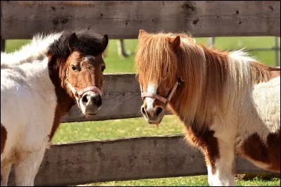 Les adultes de grande taille peuvent monter les poneys.