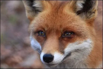 Qui commandait la 7e division blindée, pendant la campagne de France, en 1940 ?