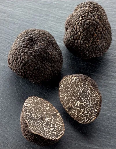 Quel est le nom de ce champignon ?