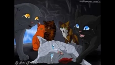 Quel est ton rôle ?