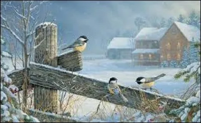 Ce bois léger et cassant est utilisé dans le cinéma, pour créer des objets pouvant être facilement brisés, pour des scènes nécessitant des effets spéciaux :