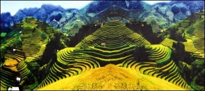Dans quel pays les spectaculaires rizières de Mu Cang Chai sont-elles situées ?