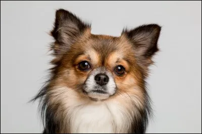 De quelle race est ce chien ?