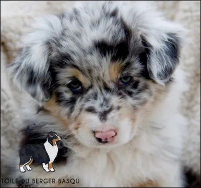 De quelle race est ce chien ?