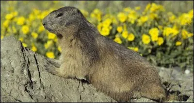 Ce mammifère vit en haute montagne et hiberne en hiver. C'est une mar...