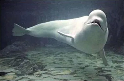 Elle peut être bleue, blanche, à bosse. C'est une ba...