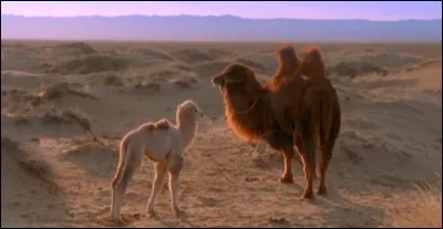 Comme ma maman, je blatère. Je suis un cha...