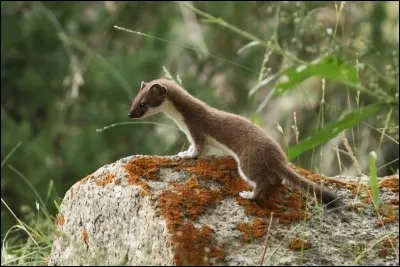 En hiver, cet animal devient blanc sauf l'extrémité de sa queue qui reste noire. C'est une her...