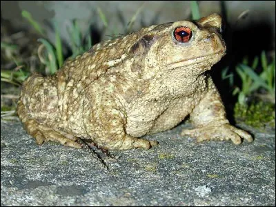 Pour se protéger des prédateurs, il secrète un poison sur sa peau. C'est un cra...