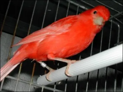 Cet animal domestique est un oiseau appelé "cana..."