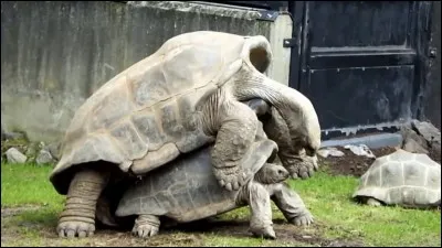 Petit broc à cidre ou à vin !