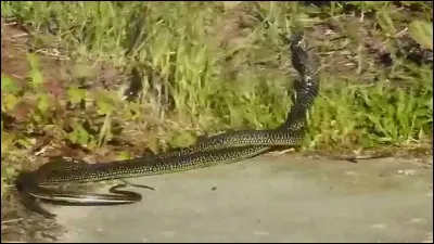 Plante des prés humides, à fleurs pourpres !