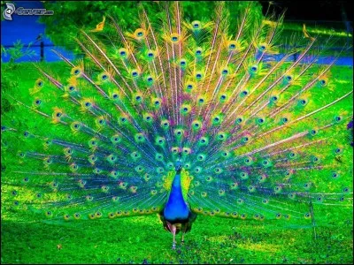 Poisson marin, voisin de la dorade, dont la chair est estimée !