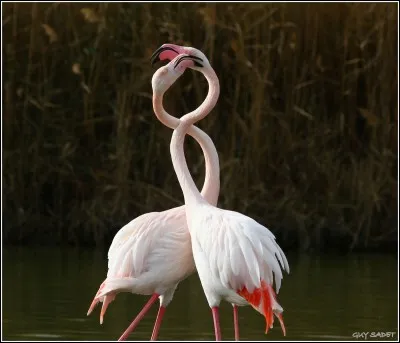 Faute de chronologie qui consiste à placer un évènement dans une période plus tardive que celle dans laquelle il s'est passé !