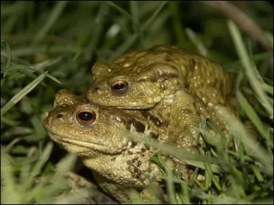 Avant-dernière syllabe d'un vers ou d'un mot !