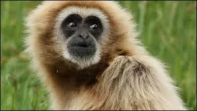 Quel animal n'est pas un ennemi de Spiderman ?