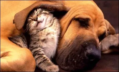 Quel fruit est la "Chat-Brûlé" ?