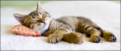 En moyenne, combien d'heures par jour un chat passe-t-il à dormir ?