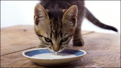 Qui chantait "Quand Margot dégrafait son corsage / Pour donner la gougoutte à son chat / Tous les gars, tous les gars du village / Étaient là, la la la la la la..." ?