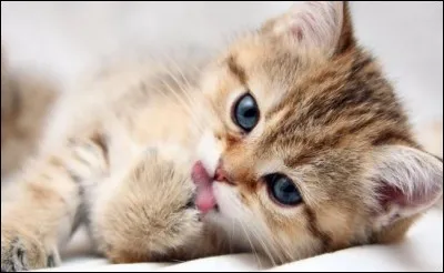 Que signifie l'expression "faire une toilette de chat" ?