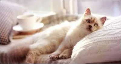 A qui doit-on le conte "Le Chat botté" ?