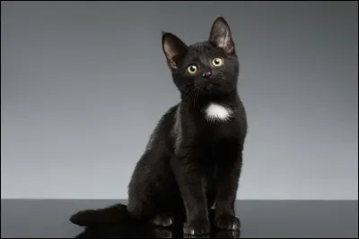 Qui chante en 1966 : "Reviens Joli Minou / Vers ton gentil matou / Reviens joli chat chat / Je meurs d'amour pour toi / C'est pas normal qu'une chatte se fâche / Parce qu'on lui grille les moustaches..." ?