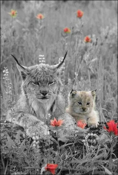 Quel est le nom du félin fossile, ancêtre du lynx ?