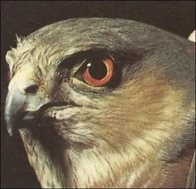 Quel mot ne correspond pas à un épervier ?