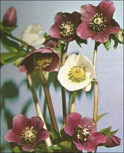 Sous quel nom est plus connu l'ellébore ?