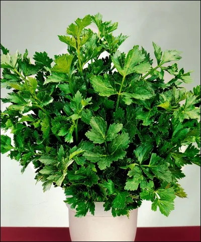 Quelle herbe aromatique est déconseillée pour les lapins ?