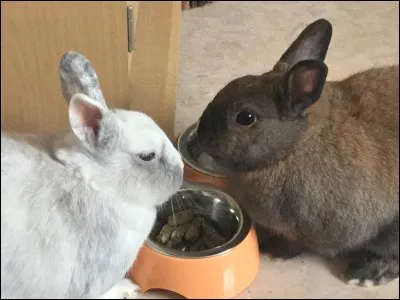 La quantité de granulés pour les lapins de moins de 6 mois est...