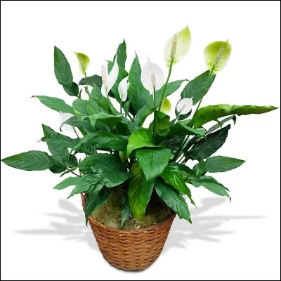 Quelle est la plante toxique ?