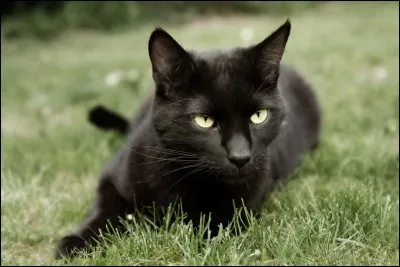 Enfin, quel est ton animal préféré ?