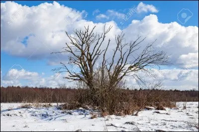 Comment appelle-t-on la période hivernale pendant laquelle les arbres se mettent "en sommeil" ?