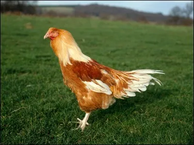 Qu'est-ce qu'un chapon ?