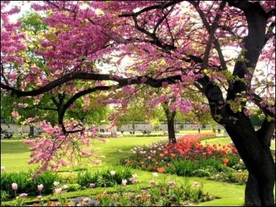 Complétez ce dicton évocateur du printemps : "Il faut plus d'une [...] pour amener le printemps".