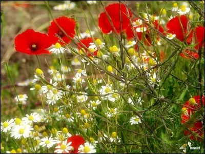 Complétez ce dicton évocateur du printemps : "L'hiver donne le froid, le printemps la [...] l'été le blé, et l'automne le bon vin".