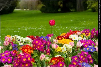 Complétez ce dicton évocateur du printemps : "Qui demeure aux villes au mois [...] n'a point de printemps".